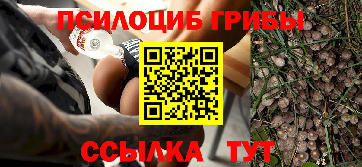 Псилоцибиновые грибы мицелий Алексин